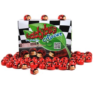KITKATOIMINEN LEPP&Auml;KERTTU DISPLAY-LAATIKOSSA (36 kpl)